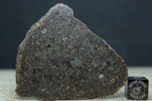 NWA 11056 LL3 meteorito condrita primitiva 10,5 gramos rebanada completa - Imagen 1 de 4
