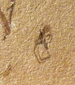 Fossile Spinne - Green River Insekt - Rio Blanco, Colorado Spinnentier - Bild 1 von 3