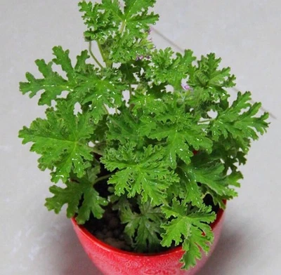 Citronella Brains Buster Grass Mosquitoes Repellent Plant seeds Bonsai 100Pcs