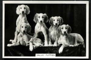 Tobacco Card, Senior Service, DOGS, DOG BREEDS, 1939, Saluki Puppies, #14 - Picture 1 of 2
