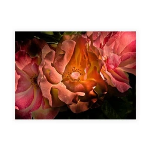 Stampa su Tela su Carta Poster o Quadro Carson Brian Pink Camelia II - Imagen 1 de 2