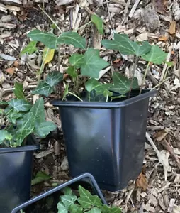 HEDERA HELIX Common IVY Evergreen Climbing WILDLIFE POLLINATOR Garden Plant 2L - Picture 1 of 3