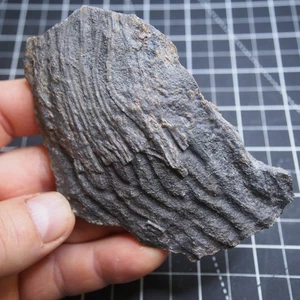 Mahoumacrinus sp. Scyphocrinites elegants Crinoid Devon Fossil 5057 - Bild 1 von 8