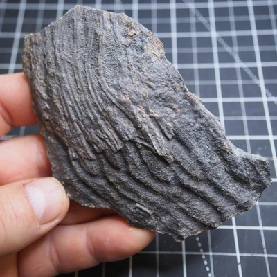 Mahoumacrinus sp. Scyphocrinites elegants Crinoid Devonian Fossil 5057 - Image 1 of 4