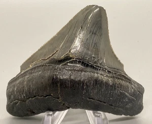 Scharf gezackter seitlicher 3,13 Zoll fossiler MEGALODON Haizahn - USA - breit/dick - Bild 1 von 7