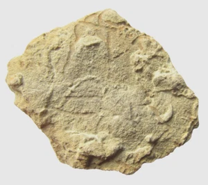 Fosil de agujas de hoja de pino (pinaza) meditarraneo 73 grs - Imagen 1 de 4