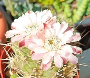 Gymnocalycium castellanosii grandes cactus antiguos cactus suculentos planta viva regalo gratuito - Imagen 1 de 7