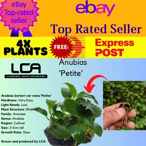 LCA 4x Plants Anubias 'Petite' Live Aquarium Plants Pond Shrimp Pond Fertiliser - Picture 1 of 5