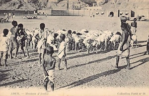 Yemen - ADEN - Arabian sheep - Publ. Ferté 28 - Picture 1 of 2