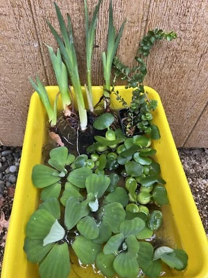 20pc KOI POND COMBO Creeping Jenny Iris Water Lettuce Hyacinth Floating Plant - Image 1 of 4