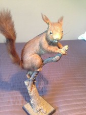 taxidermy squirrel