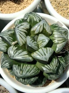 Haworthia Mutica Silver Turtle  Succulent  - Picture 1 of 4