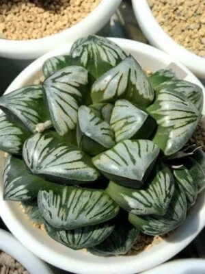 Haworthia Mutica Silver Turtle  Succulent  - Image 1 of 4