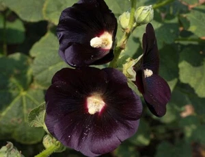50+ SEEDS BLACK HOLLYHOCK FLOWER SEEDS BUY2GET1FREE(add2incart) - Picture 1 of 2