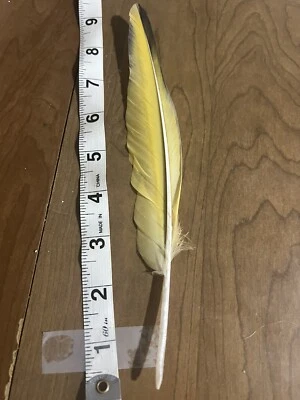 "Pluma de vuelo de anomalía genética rara amarilla guacamayo frontal rojo loro 9-10""" Foto 1 de 2