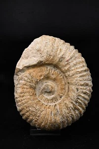 Ammonite Mantelliceras Crétacé Agadir Maroc 175mm fossile - Picture 1 of 4
