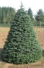 100 x Noble Fir Christmas tree seeds.