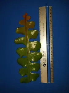 12 Epiphyllum Anguliger ~4"=ideale Propagtn Gr. Stecklinge großartig duftend weiß - Bild 1 von 2