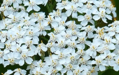 Yarrow White Achillea Seeds 1000+ Flower Herb Medicinal PERRENIAL FREE SHIPPING - Image 1 of 2