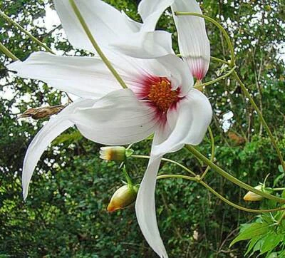 Dahlia campanulata | Weeping Tree Dahlia | 10 Seeds - Image 1 of 4