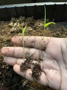 500+ MOSO Bamboo Seeds. Giant Phyllostachys edulis. USA Seller, Fast Shipping - Picture 1 of 4