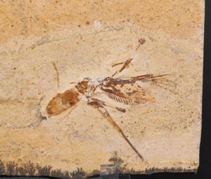 Ultra Rare Fossil Katydid Insect No Restoration Cretaceous Brazil COA 6701 - Picture 1 of 5