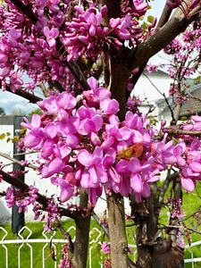 Vero albero di Giuda - Cercis siliquastrum, pianta in vaso da 2 litri - Foto 1 di 6