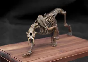 VWUVWU 1/20 Smilodon Dientes de Sable Esqueleto de Tigre Modelo Anima Pintado Decoración Juguete - Imagen 1 de 2