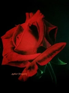 ROTE ROSE BLUME - Original Pastellzeichnung 20" x 27,5" - Bild 1 von 2