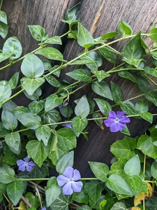 10 Pflanzen Vinca Minor blau Ableger Bodendecker Immergrün winterhart - Bild 1 von 3