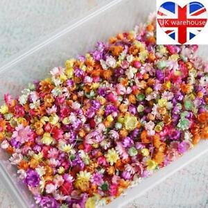 Real Dried Flowers For DIY Art Craft Epoxy Resin Jewellery Soap Candle Making
