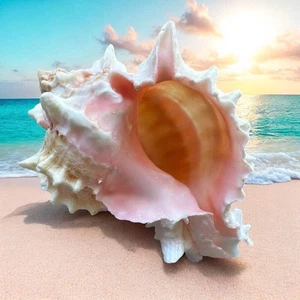 Large Murex Conch Seashell Rare Natural Pink White Decorative Ocean Sea Shell - Picture 1 of 4