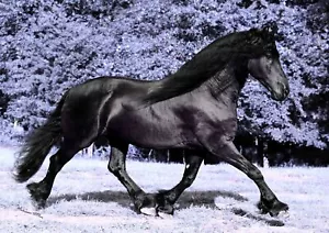 WILD HORSE - Black Purple Poster Picture Print Sizes A5 to A0 **FREE DELIVERY** - Foto 1 di 7