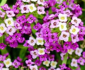 Cascading Alyssum Fragrant Carpet Mix Ground Cover - 500x Seeds - Flower - Picture 1 of 1