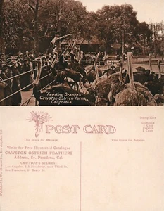 POSTAL ANTIGUA CAWSTON GRANJA DE AVESTRUCES CA - Imagen 1 de 1