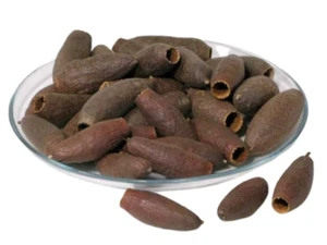 1x Savu pod - 6-9cm - Aquarium Botanical's