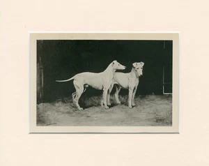 BULL TERRIER RARE 1897 ANTIQUE DOG PRINT by ARTHUR WARDLE READY MOUNTED - Bild 1 von 1