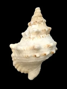 Shell TUTUFA BARDEYI Somalia 300 mm # HUGE & HEAVY - Picture 1 of 5