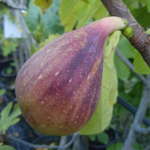 rare Twotimer FIG- 2 harvests--- per year-5 fresh cuttings ready for rooting - Picture 1 of 1