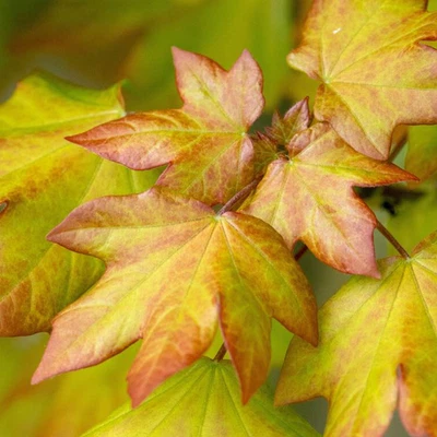 Acer orientalia - Maple Tree | Deciduous Small Hybrid Ornamental Tree | 5-6ft - Image 1 of 4