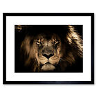 Male African Lion Face Cat Framed Wall Art Print 9x7 Inch