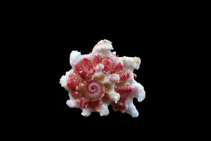 tatskieshells-angaria formosa - Picture 1 of 4