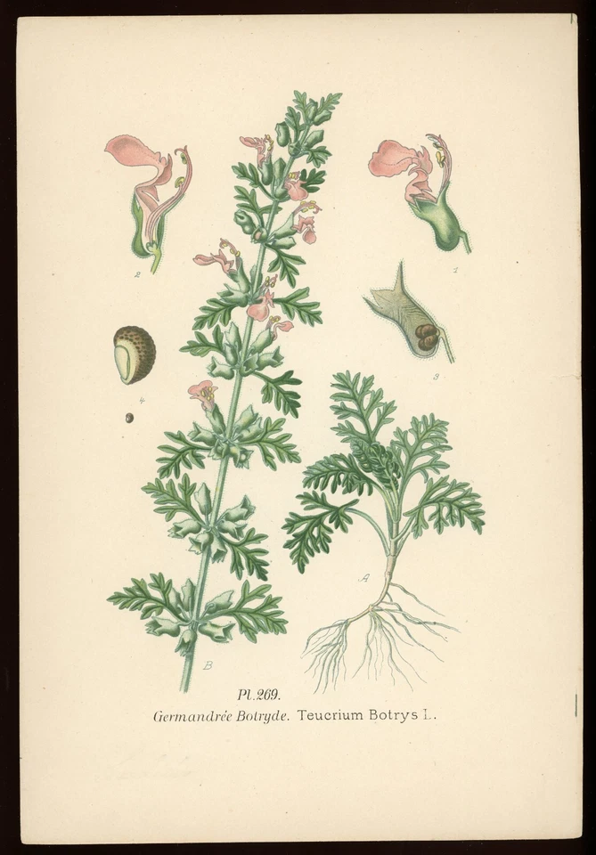 Planche botanique : Germandrée Botryde. Atlas des plantes, Masclef, XIXe - Photo 1/1