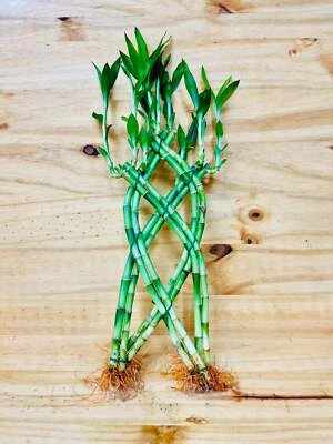 HOUSEPLANTS NEW YORK LLC Live Lucky Bamboo Braided 12” Tall