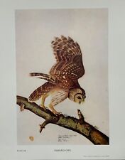 John James Audubon Folio Plate 188 Barred Owl Limited 750