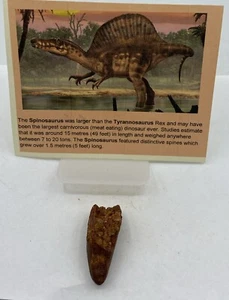 Spinosaurus Teeth Dinosaur F0SSIL Before T Rex Cretaceous J515 - Picture 1 of 2