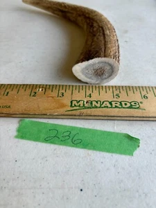 (1) LARGE Grade A Premium Organic Whole Elk Antler Dog Chew Treat - Knife handle - Picture 1 of 3