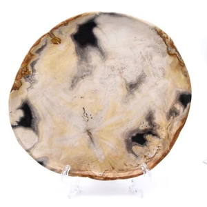 230mm Plate Fossil Wood Gemstone Crystal Natural Hand Made Mineral Decoration - Picture 1 of 3