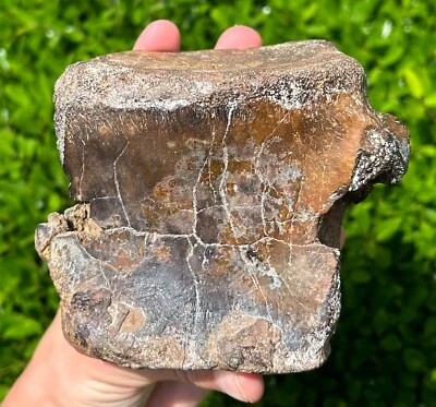 RARE Fossil Iguanodon Vertebrae Dinosaur Bones England Cretaceous Isle of Wight - Image 1 of 4