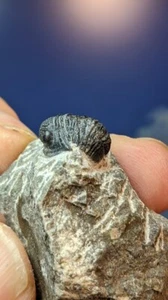 Trilobite Fossil Gerastos Tuberculatus on prepped matrix 43mm x 30mm Beautiful - Picture 1 of 11